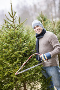 Man with saw choosing fresh Christmas trees at cut your own tree farm